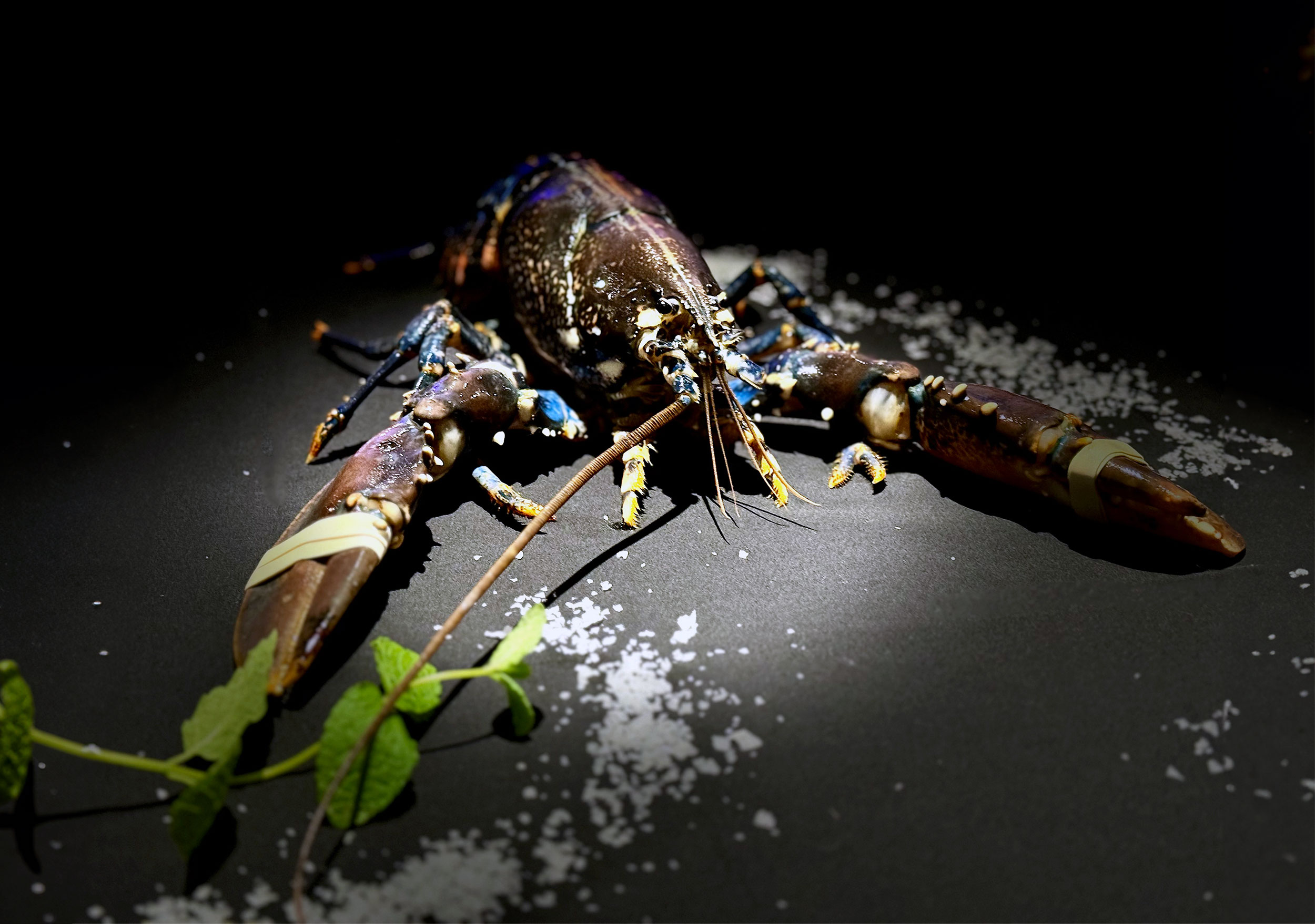 lobster-restaurant-warsaw